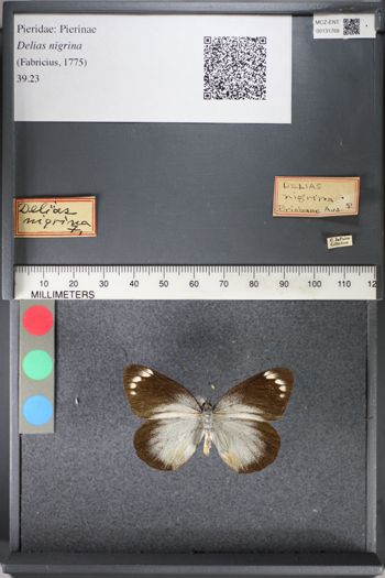 Media type: image;   Entomology 131768